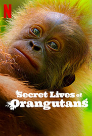 Secret Lives of Orangutans